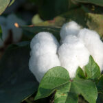 organic cotton 2