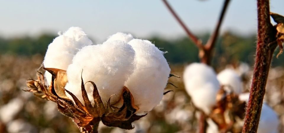 Utilizzo del Cotone Rigenerato nello Sviluppo delle Applicazioni Tessili 4 cotone rigenerativo 1